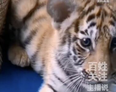 濮陽動物園小老虎「暖暖」1月離世　園方遭爆用舊影片持續騙粉絲抖內