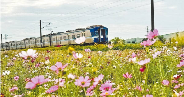 位在台中大肚海線鐵路追分火車站附近有不少稻田，每年秋天收割後改種「波斯菊」養土，成了近年中部知名的打卡熱點，如今卻陷入土地角力。（圖／報系資料照）