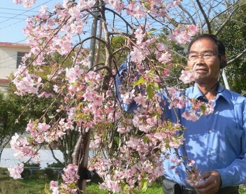 ▲芬園櫻花海大爆發。（圖／米諾斯提供 彰化縣政府提供）