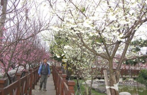 ▲芬園櫻花海大爆發。（圖／米諾斯提供 彰化縣政府提供）