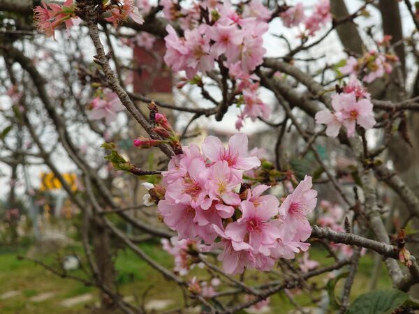 ▲芬園櫻花海大爆發。（圖／米諾斯提供 彰化縣政府提供）
