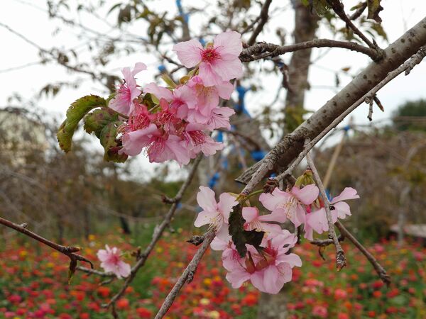 ▲芬園櫻花海大爆發。（圖／米諾斯提供 彰化縣政府提供）