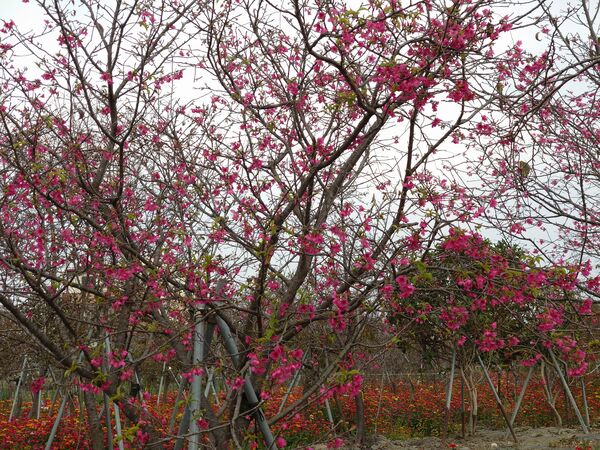▲芬園櫻花海大爆發。（圖／米諾斯提供 彰化縣政府提供）