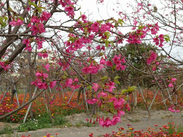 ▲芬園櫻花海大爆發。（圖／米諾斯提供 彰化縣政府提供）