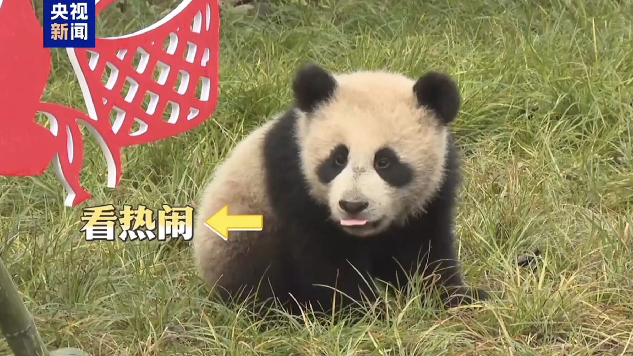 ▲2025年出生的大貓熊寶寶們經過近一年的飼育後，集體亮相。（圖／翻攝央視新聞）