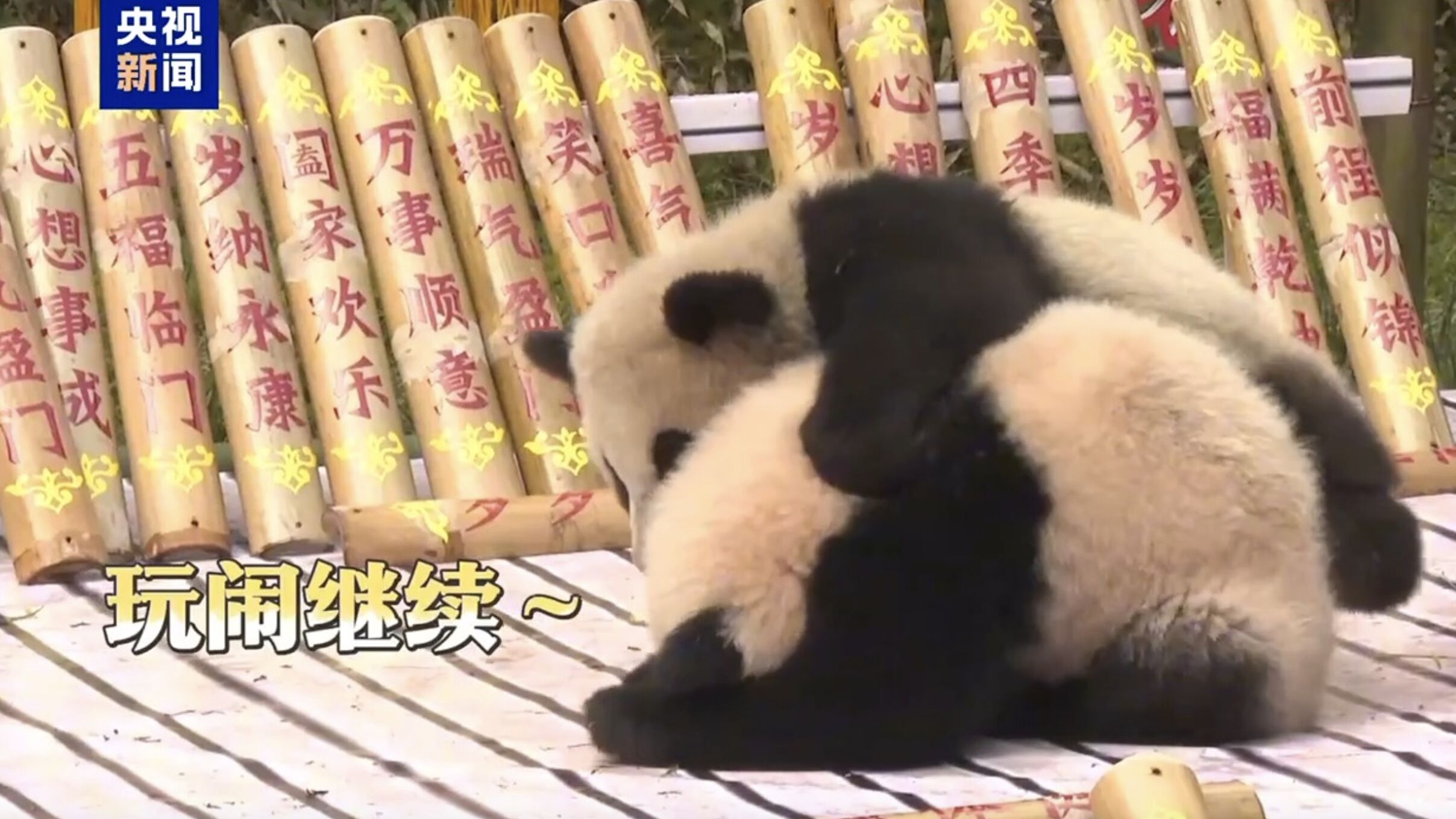 ▲2025年出生的大貓熊寶寶們經過近一年的飼育後，集體亮相。（圖／翻攝央視新聞）