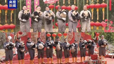 2025年四川大貓熊新生寶寶集體亮相　共45隻有14對雙胞胎