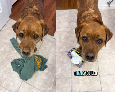 拉拉從服務犬學校退訓　到新家每天「叼怪東西想幫忙」