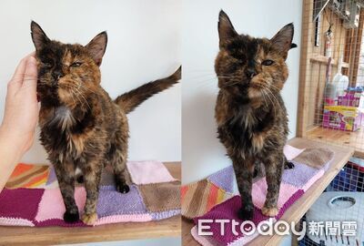 相當於人類快140歲！　世界現存最老貓咪還在刷新紀錄