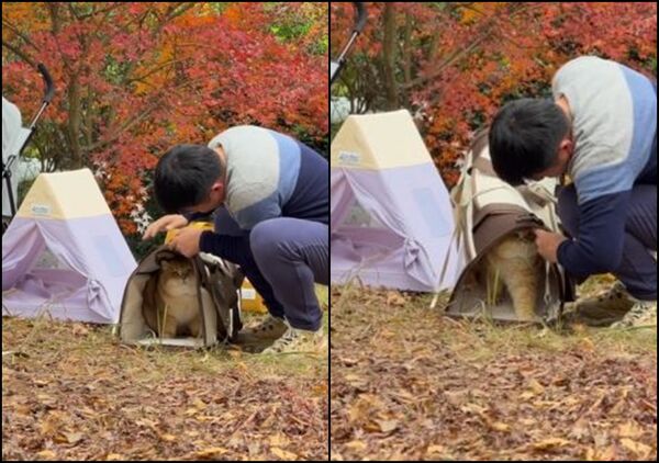 ▲▼飼主帶愛貓去露營 「到戶外發現倒不出來」牠一臉委屈：你不養我了嗎？。（圖／翻攝自微博）