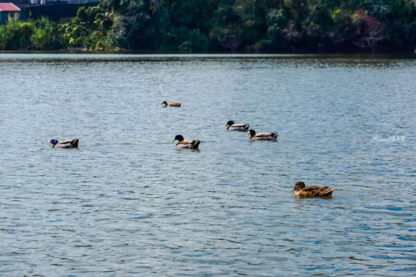 ▲▼映象水岸。（圖／部落客Mika授權提供）