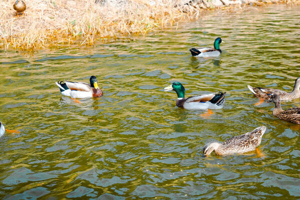 ▲▼映象水岸。（圖／部落客Mika授權提供）