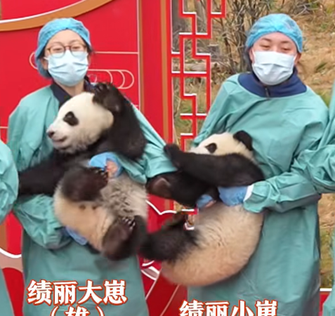 貓熊寶寶拜年。（圖／翻攝自iPanda）