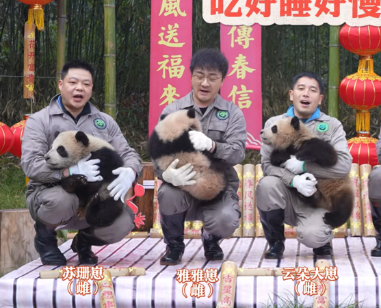 貓熊寶寶拜年。（圖／翻攝自iPanda）