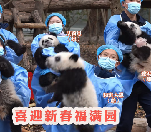 貓熊寶寶拜年。（圖／翻攝自iPanda）