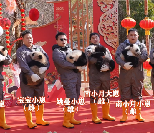貓熊寶寶拜年。（圖／翻攝自iPanda）