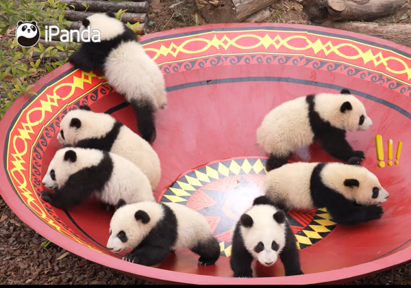 貓熊寶寶拜年。（圖／翻攝自iPanda）
