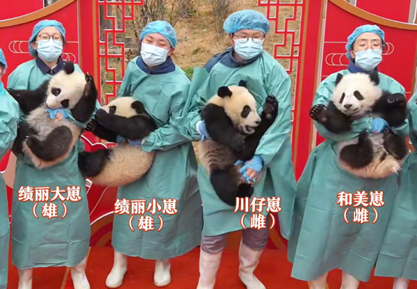 貓熊寶寶拜年。（圖／翻攝自iPanda）