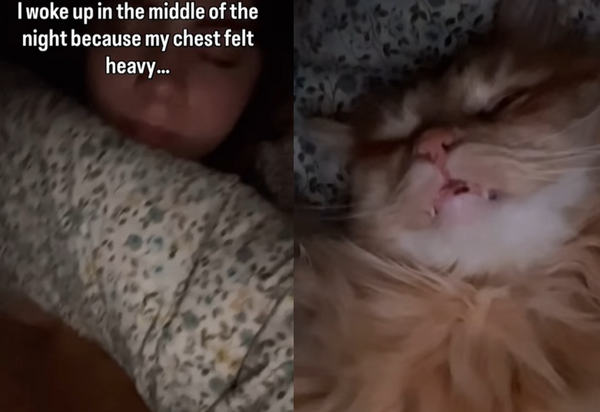 女半夜胸悶以為鬼壓床　醒來驚見「大橘為重」睡超香：把我當肉墊。（圖／翻攝自Instagram／hidden.slowlife）