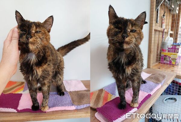 金式世界紀錄最老貓Flossie。（圖／翻攝自Guinness World Records）