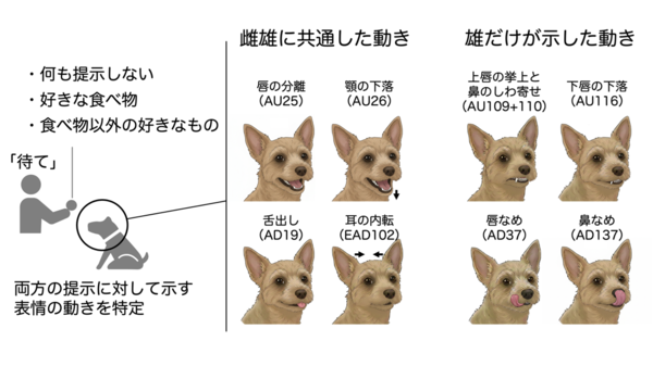 狗的表情變化。（圖／翻攝自東京大學研究所農學生命科學研究科網頁）