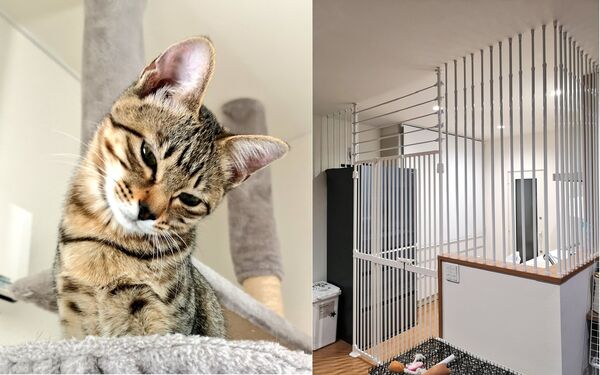 貓咪柵欄。（圖／翻攝自X）