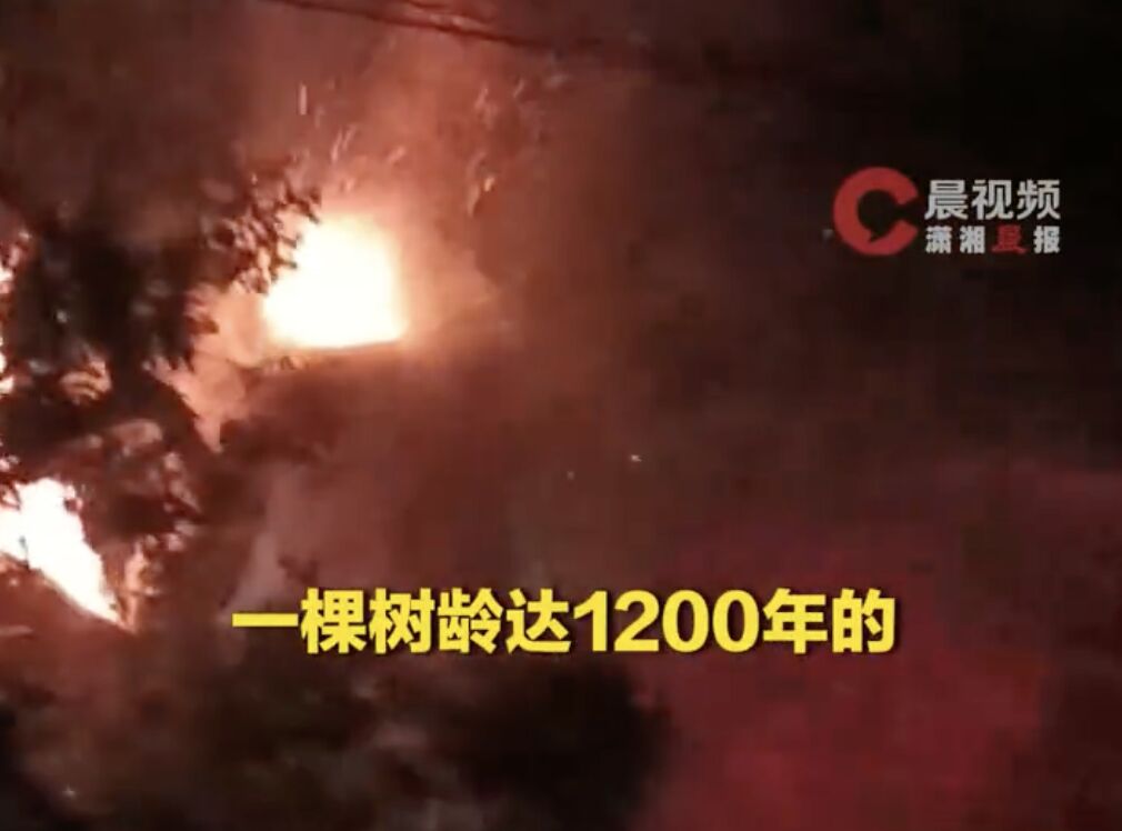 ▲湖南道縣一棵千年古樟樹起火，反覆燃燒7小時後才撲滅。（圖／翻攝微博）