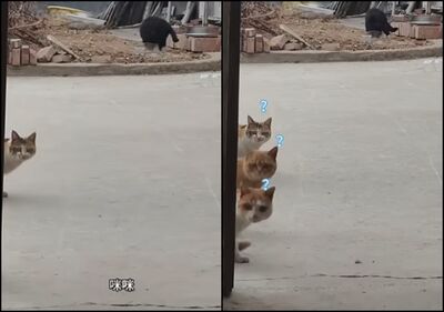 她喊家貓「咪咪」！下秒卻竄出3顆頭狂盯鏡頭　網笑：根本戲精