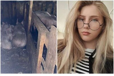 男為報復雇主！性侵17歲少女棄豬舍　她慘遭「豬啃食放血」慘死