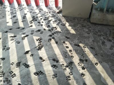 工人上班驚見剛鋪水泥「全是萌腳印」　崩潰：昨晚到底有多熱鬧