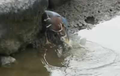 飢餓鳥水裡放麵包！下秒手刀咬起大魚爽吃　網：釣魚技術比我強