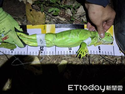 拉警報！綠鬣蜥「最北防線」驚現破口　苗栗一口氣移除22隻