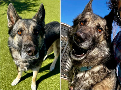 狼犬見人「秒縮成球」狂發抖！踏出籠第一步惹哭志工