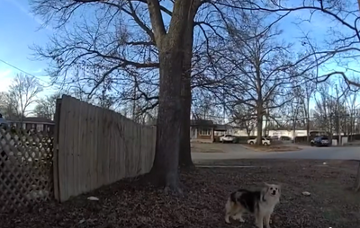 3歲男童失蹤全城搜尋　警靠「神秘四足英雄引路」車上救出受困童