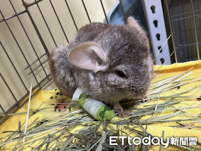 賞蝶步道驚見「血跡紙箱」詭異晃動　「龍貓」疑遭棄養蜷縮角落