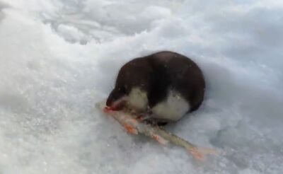 他冰釣洞口竄出「圓潤小精靈」討食　小手抓魚猛啃萌翻網友