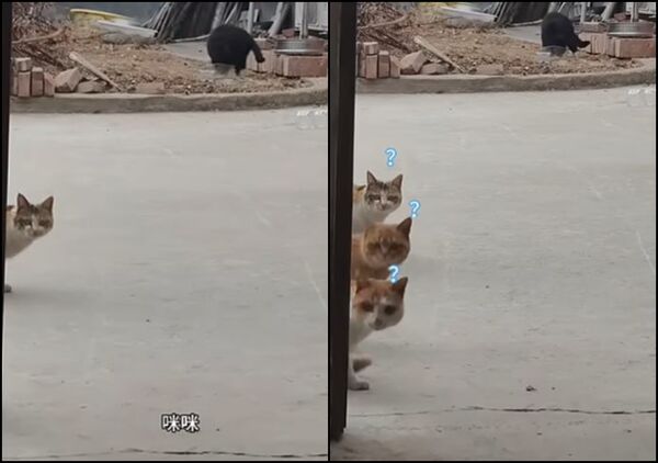 ▲▼對空氣大喊「咪咪」家貓完全不想理 下秒噴出一堆浪貓整齊排隊：叫我們嗎（圖／翻攝自YouTube）
