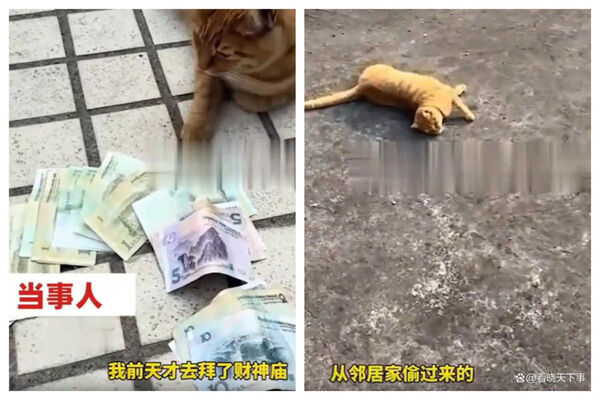 監視器畫面顯示，橘貓多次潛入鄰居屋內後嘴叼紙鈔返家，女子一度誤以為財神顯靈。（圖／翻攝自快科技）