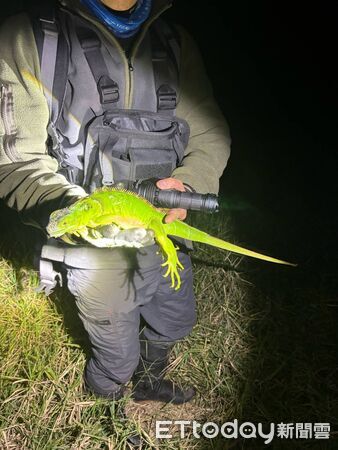 ▲苗栗縣被視為綠鬣蜥防治的最北防線，縣府委託的移除團隊，前天一口氣捕捉22隻，顯示防治再現破口             。（圖／苗栗縣政府提供）