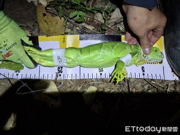 ▲苗栗縣被視為綠鬣蜥防治的最北防線，縣府委託的移除團隊，前天一口氣捕捉22隻，顯示防治再現破口             。（圖／苗栗縣政府提供）
