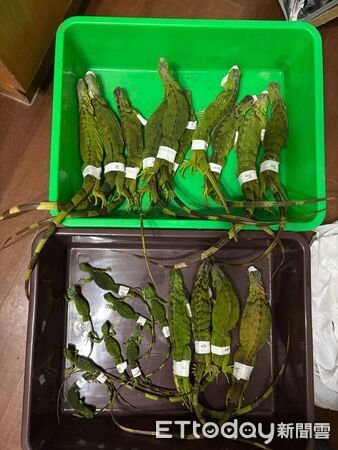 ▲苗栗縣被視為綠鬣蜥防治的最北防線，縣府委託的移除團隊，前天一口氣捕捉22隻，顯示防治再現破口             。（圖／苗栗縣政府提供）