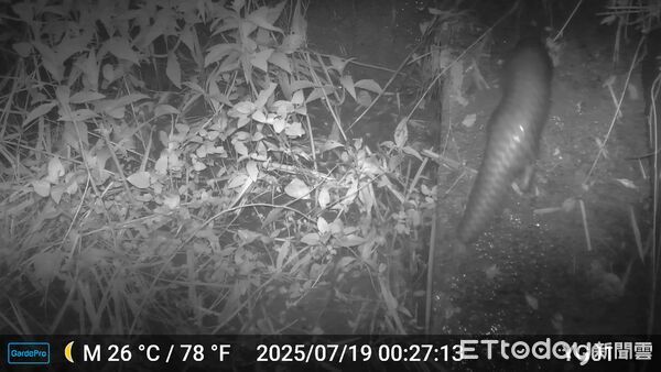 ▲國有林治理工程動物通道設施進行紅外線相機長期監測，玉井51林班拍攝到穿山甲等保育類動物使用通道畫面。（圖／記者林東良翻攝，下同）