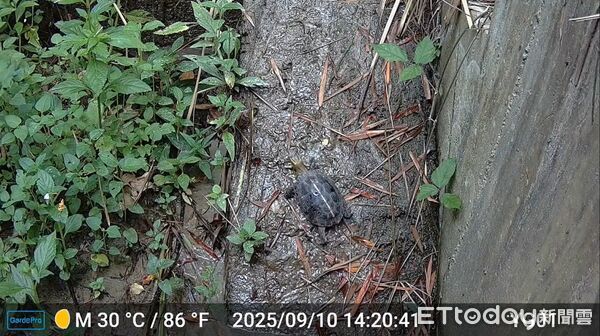 ▲國有林治理工程動物通道設施進行紅外線相機長期監測，玉井51林班拍攝到穿山甲等保育類動物使用通道畫面。（圖／記者林東良翻攝，下同）