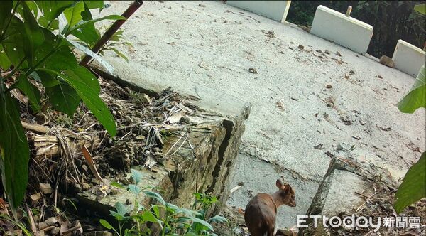 ▲國有林治理工程動物通道設施進行紅外線相機長期監測，玉井51林班拍攝到穿山甲等保育類動物使用通道畫面。（圖／記者林東良翻攝，下同）