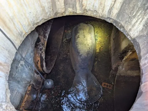 一頭重達186公斤的海牛，受困在雨水排水系統中。（翻攝Brevard County Fire Rescue）