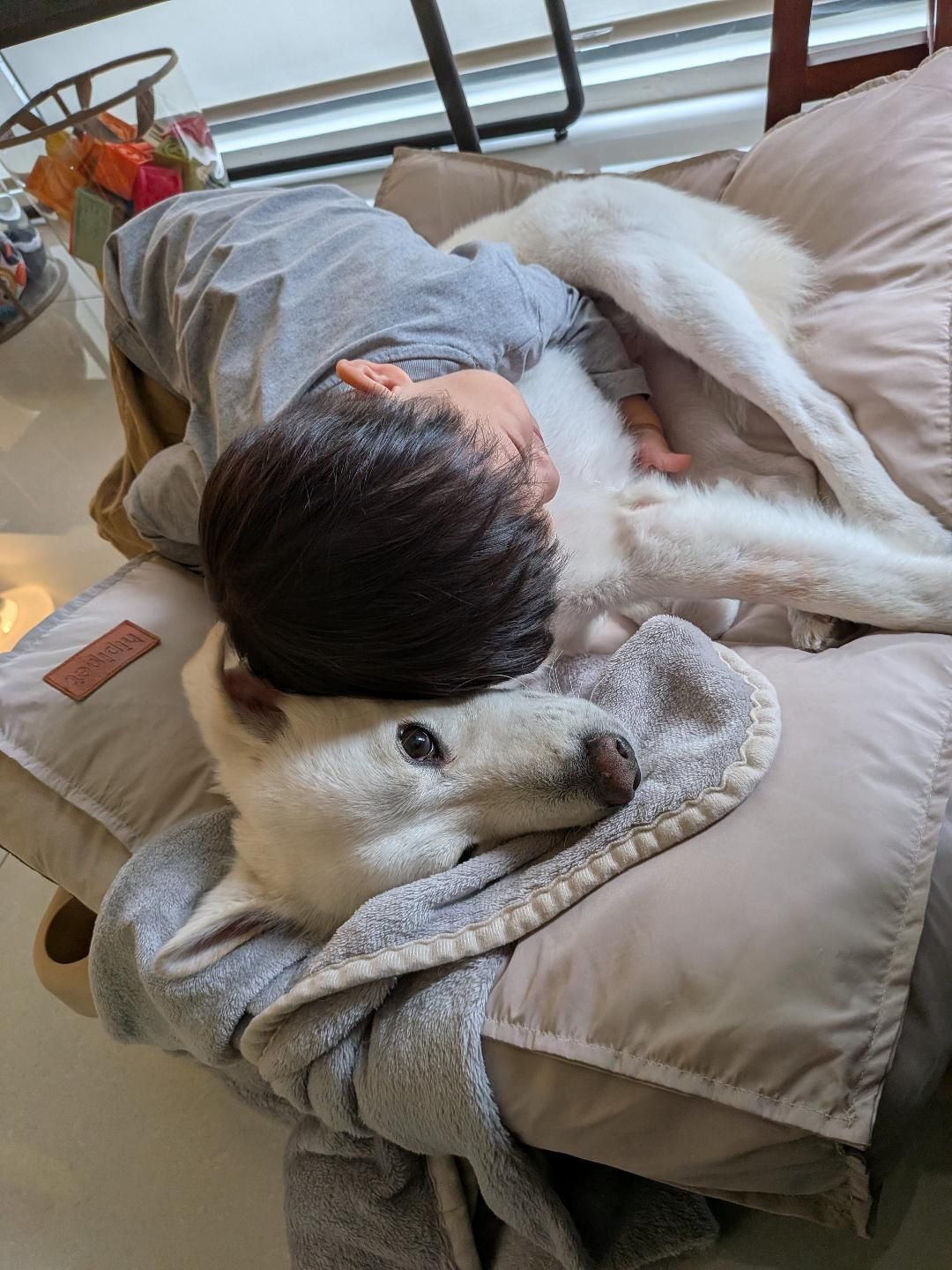 ▲萌汪戴頭套悶悶不樂　2歲小主人暖心安慰「摸頭講故事」融化網友。（圖／KUMO。春捲＠kumo2021.11提供，請勿隨意翻拍，以免侵權。）