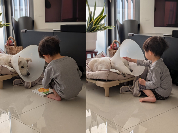 ▲萌汪戴頭套悶悶不樂　2歲小主人暖心安慰「摸頭講故事」融化網友。（圖／KUMO。春捲＠kumo2021.11提供，請勿隨意翻拍，以免侵權。）