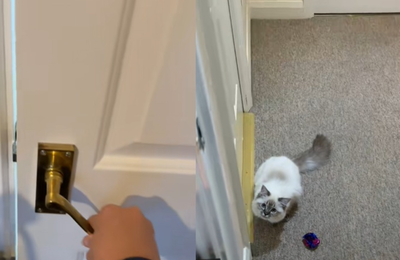 女在家工作門外傳怪聲　見「萌貓帶玩具等下班」網融化：快陪牠