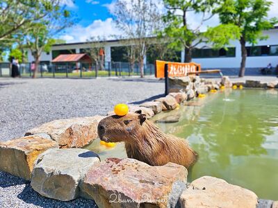 空投毒殺動物害張美阿嬤倒閉　九九峰專人進駐農場接手照護