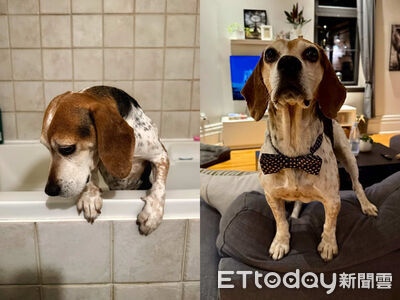 6歲才第一次看過天空！實驗犬縮籠發抖→學會討摸